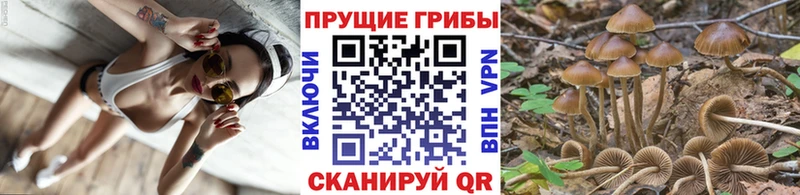 где купить наркотик  hydra онион  Галлюциногенные грибы Psilocybe  даркнет клад  Пудож 
